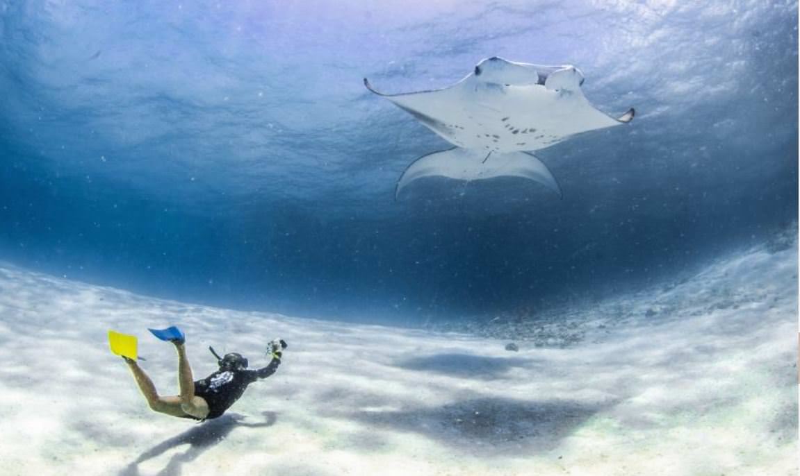 【馬爾地夫】親子遊洲際酒店潛水