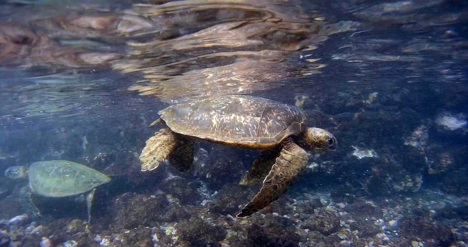 【夏威夷-Maui】 與海龜共游的夢幻體驗，私房景點茂宜島Makena Landing Park