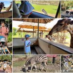 【曼谷】Safari World 賽佛瑞動物園、海洋公園，親子包車一日遊攻略