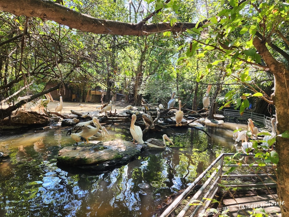【曼谷】Safari World 賽佛瑞動物園、海洋公園，親子包車一日遊攻略