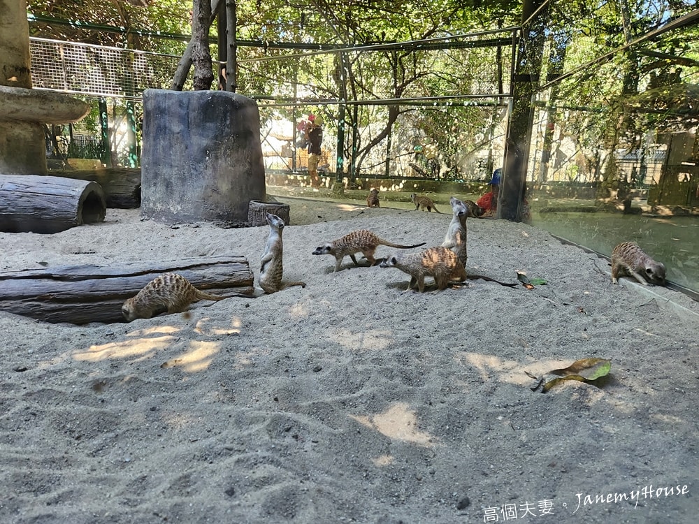 【曼谷】Safari World 賽佛瑞動物園、海洋公園，親子包車一日遊攻略