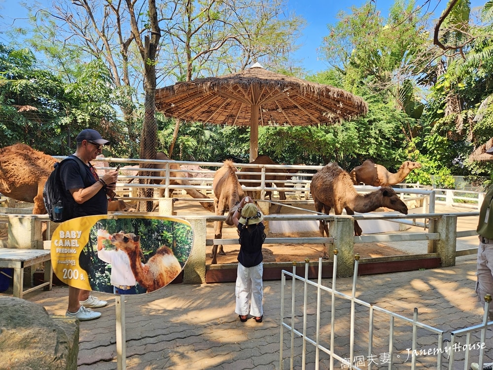 【曼谷】Safari World 賽佛瑞動物園、海洋公園，親子包車一日遊攻略