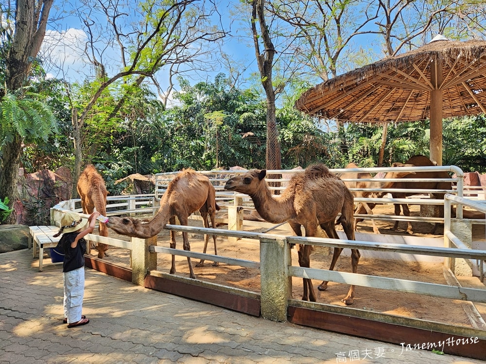【曼谷】Safari World 賽佛瑞動物園、海洋公園，親子包車一日遊攻略