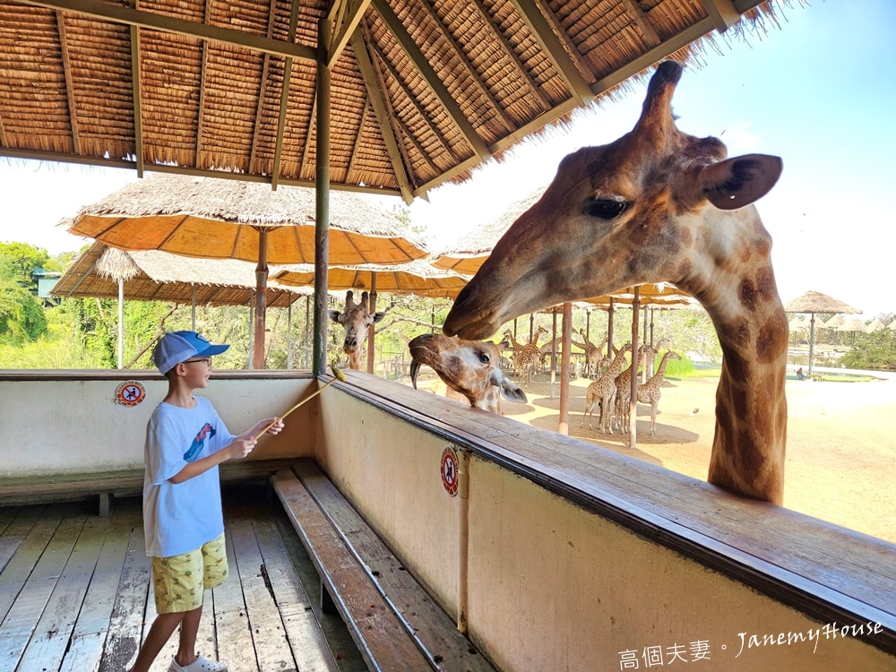 【曼谷】Safari World 賽佛瑞動物園、海洋公園，餵長頸鹿