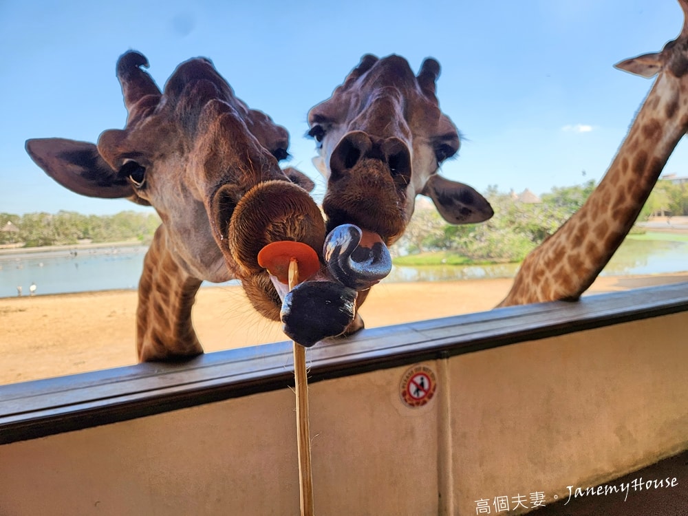 【曼谷】Safari World 賽佛瑞動物園、海洋公園，餵長頸鹿