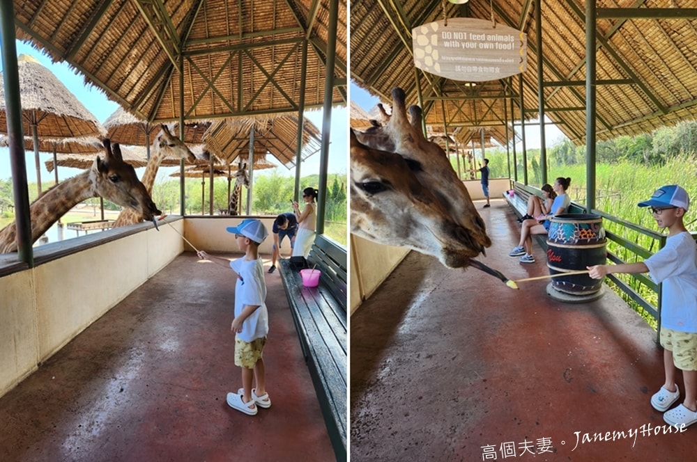 【曼谷】Safari World 賽佛瑞動物園、海洋公園，餵長頸鹿