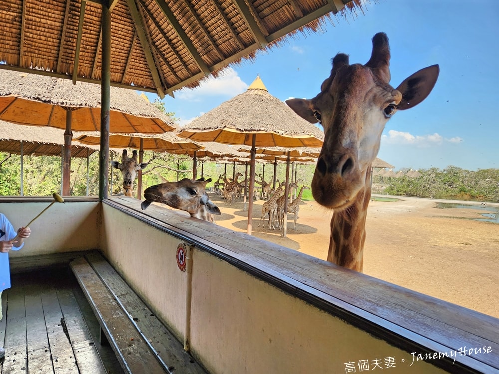 【曼谷】Safari World 賽佛瑞動物園、海洋公園，餵長頸鹿