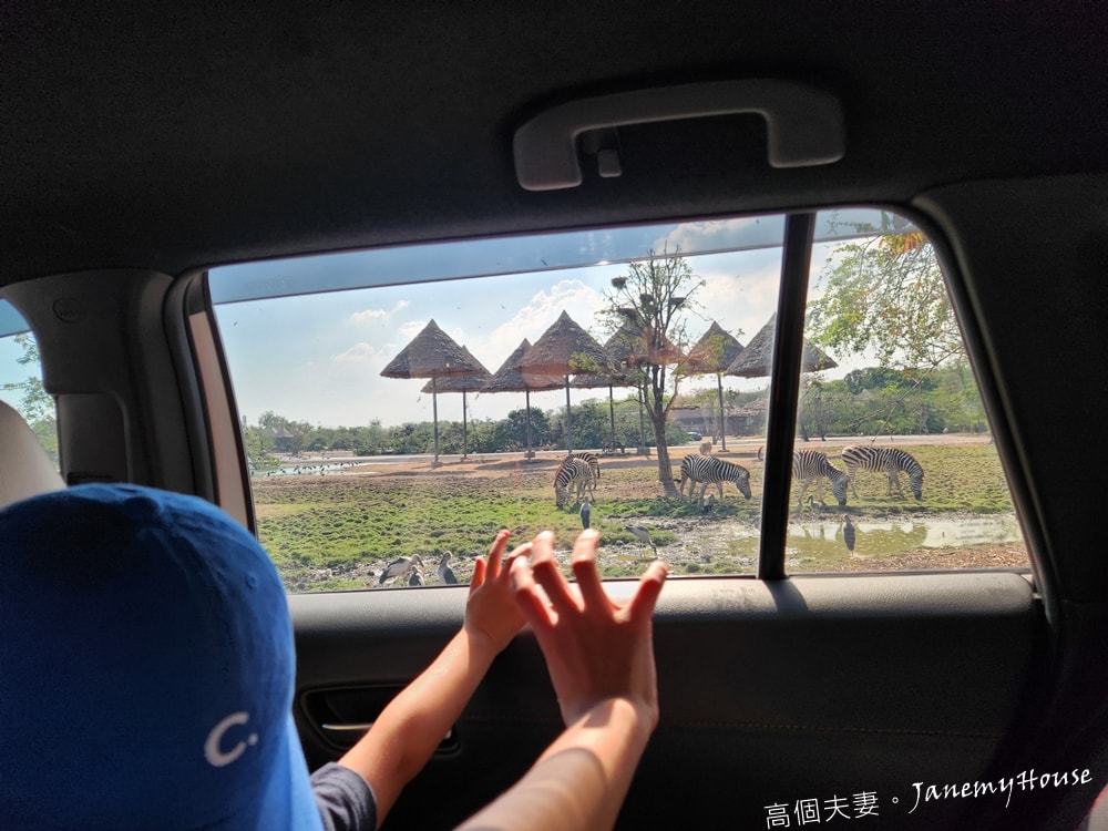 【曼谷】Safari World 賽佛瑞動物園、海洋公園，親子包車一日遊攻略