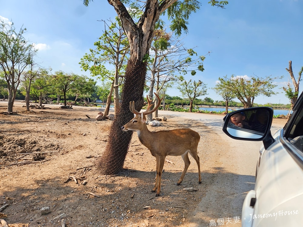 【曼谷】Safari World 賽佛瑞動物園、海洋公園，親子包車一日遊攻略