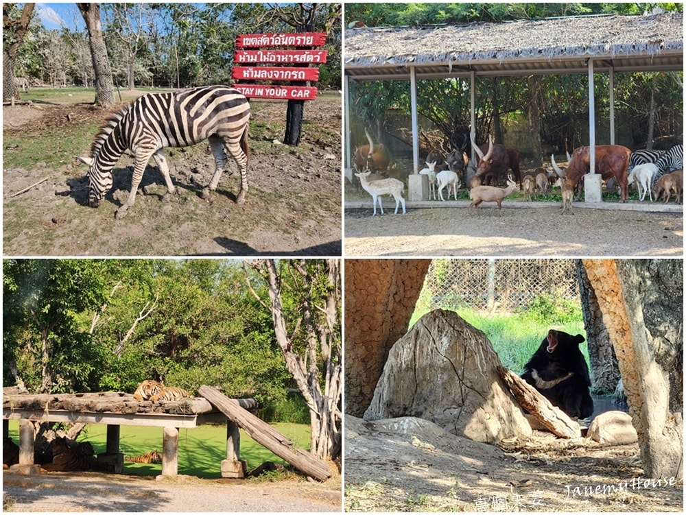 【曼谷】Safari World 賽佛瑞動物園、海洋公園，親子包車一日遊攻略