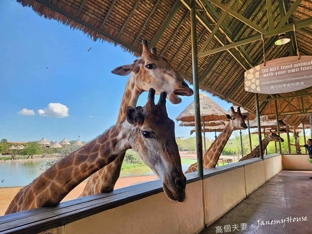 【曼谷】Safari World 賽佛瑞動物園、海洋公園，親子包車一日遊攻略