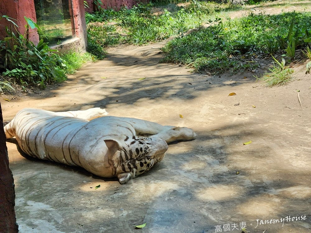 【峇里島】動物園Bali Safari，推薦親子遊必去景點，和獅子一起午餐！