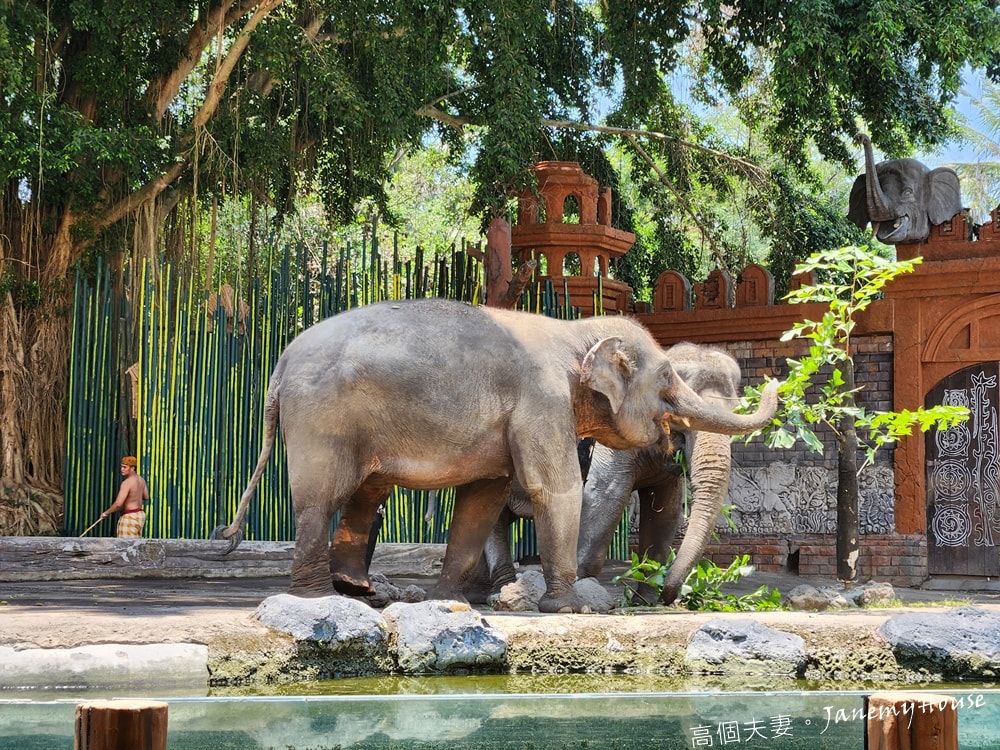 【峇里島】動物園Bali Safari，推薦親子遊必去景點，和獅子一起午餐！