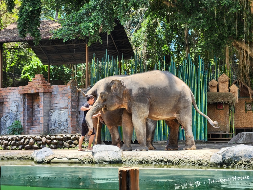 【峇里島】動物園Bali Safari，推薦親子遊必去景點，和獅子一起午餐！