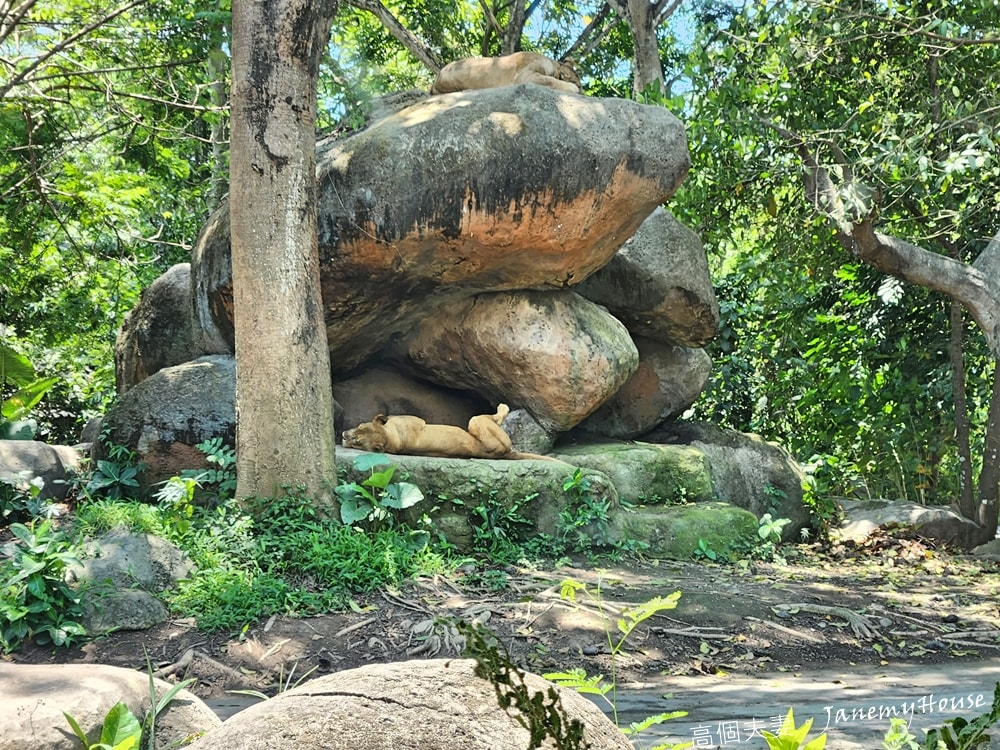【峇里島】動物園Bali Safari，推薦親子遊必去景點，和獅子一起午餐！