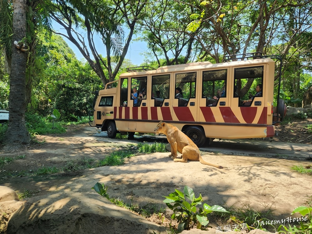 【峇里島】動物園Bali Safari，推薦親子遊必去景點，和獅子一起午餐！