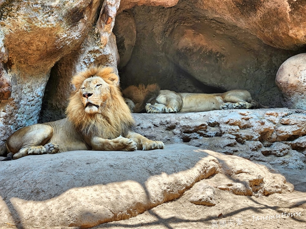 【峇里島】動物園Bali Safari，推薦親子遊必去景點，和獅子一起午餐！