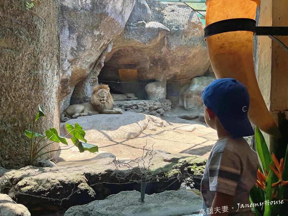 【峇里島】動物園Bali Safari，推薦親子遊必去景點，和獅子一起午餐！