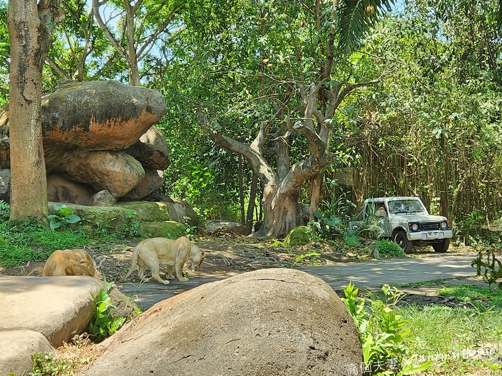 【峇里島】動物園Bali Safari，推薦親子遊必去景點，和獅子一起午餐！