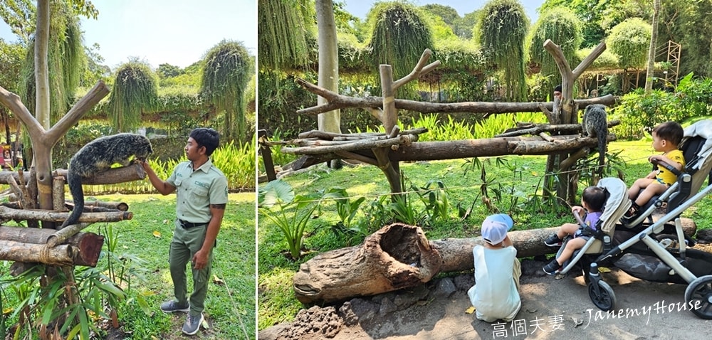 【峇里島】動物園Bali Safari，推薦親子遊必去景點，和獅子一起午餐！
