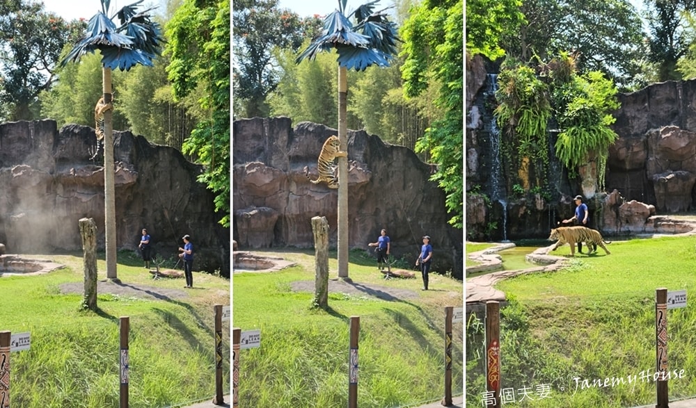【峇里島】動物園Bali Safari，推薦親子遊必去景點，和獅子一起午餐！
