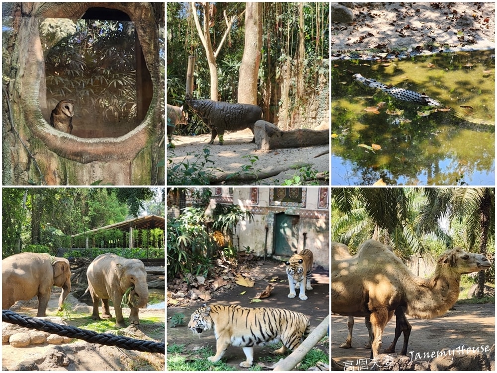 【峇里島】動物園Bali Safari，推薦親子遊必去景點，和獅子一起午餐！