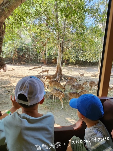 【峇里島】動物園Bali Safari，推薦親子遊必去景點，和獅子一起午餐！