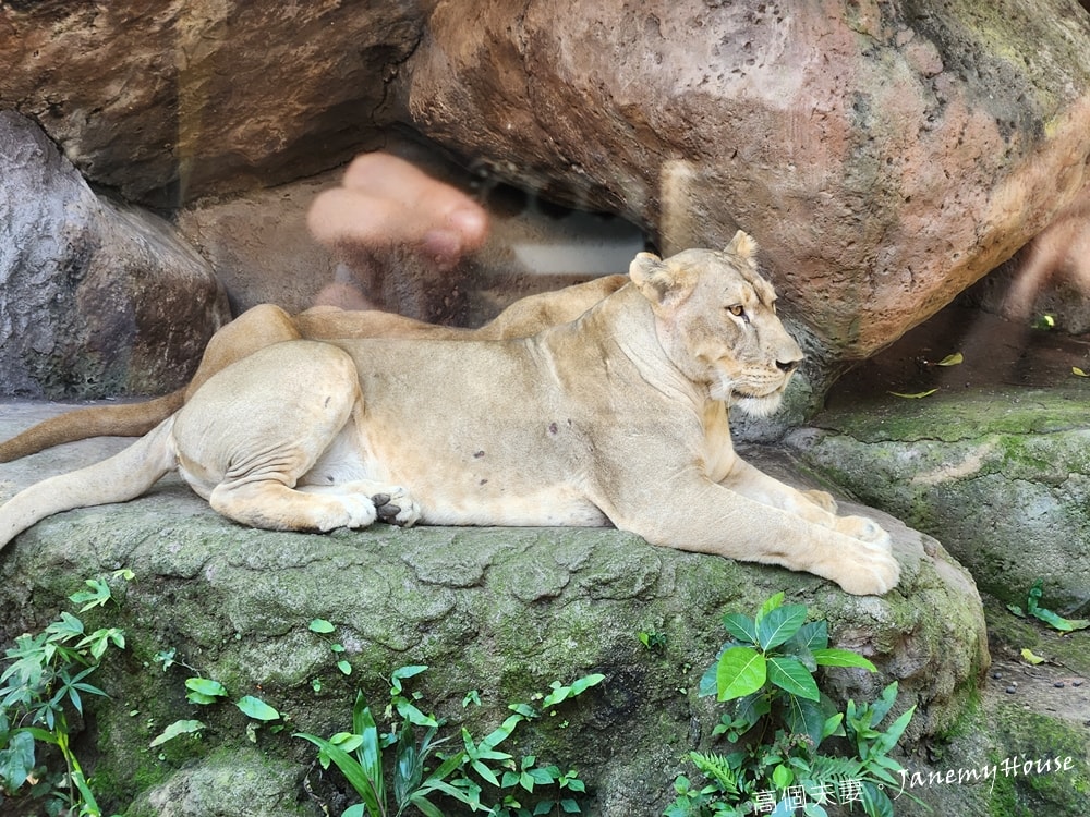 【峇里島】動物園Bali Safari，推薦親子遊必去景點，和獅子一起午餐！
