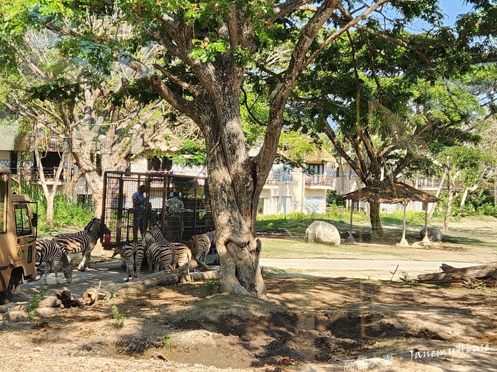 【峇里島】動物園Bali Safari，推薦親子遊必去景點，和獅子一起午餐！